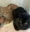 Catalina (bonded to Pima) - Photo 2