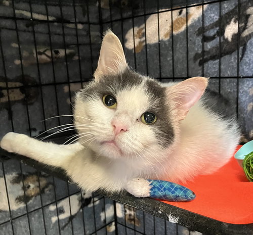 picture of the cat needing adoption