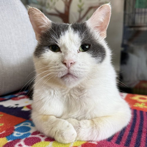 picture of the cat needing adoption