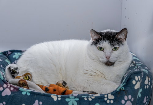 MAGGIE - KBC - Domestic Short Hair available for adoption