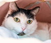 Maggie (bonded to Picadilly) - KBC - Photo 2