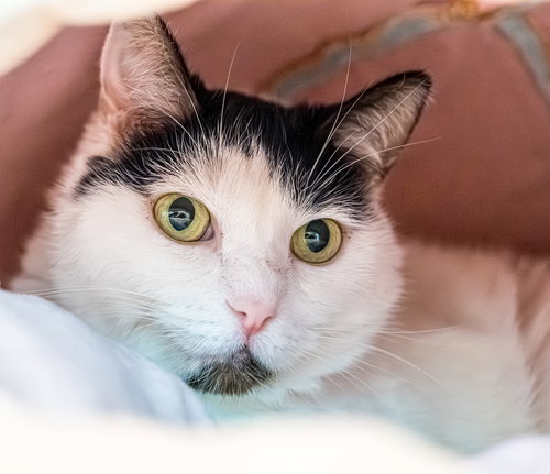 MAGGIE (BONDED TO PICADILLY) - KBC - Domestic Short Hair available for adoption