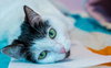 Maggie (bonded to Picadilly) - KBC - Photo 1