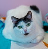 Maggie (bonded to Picadilly) - KBC - Photo 3