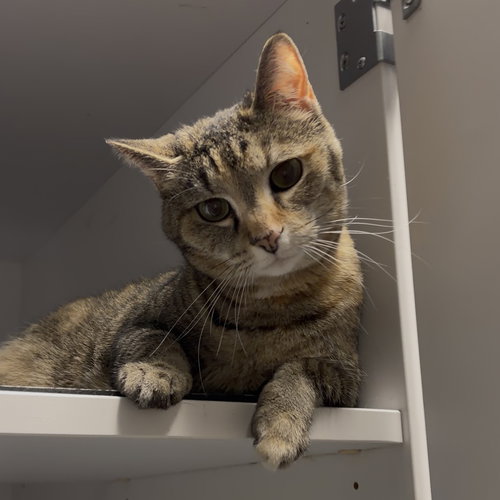 PICADILLY - KBC - Domestic Short Hair / Torbie available for adoption