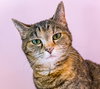 Picadilly (bonded to Maggie) - KBC - Photo 1
