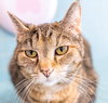 Picadilly (bonded to Maggie) - KBC - Photo 5