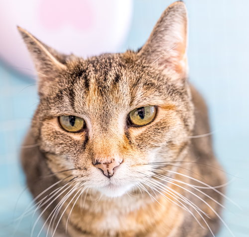 PICADILLY - KBC - Tortoiseshell / Domestic Short Hair available for adoption