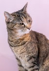 Picadilly (bonded to Maggie) - KBC - Photo 6