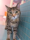 Picadilly (bonded to Maggie) - KBC - Photo 2