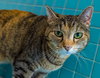Picadilly (bonded to Maggie) - KBC - Photo 4
