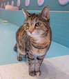 Picadilly (bonded to Maggie) - KBC - Photo 3