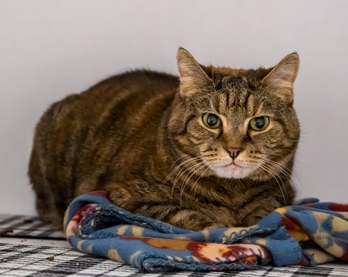 ALLIE GRACE - KBC - Domestic Short Hair / Torbie available for adoption