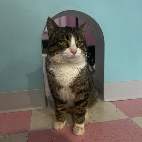 BLAZER - KBC - Tabby / Domestic Short Hair available for adoption