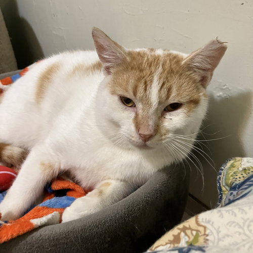 BUTTERS - Tabby / Domestic Short Hair available for adoption