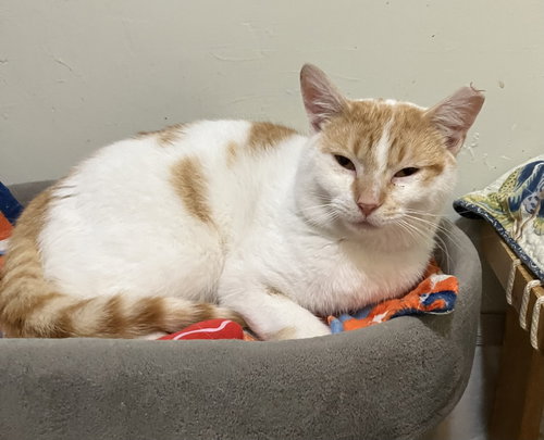 BUTTERS - Tabby / Domestic Short Hair available for adoption