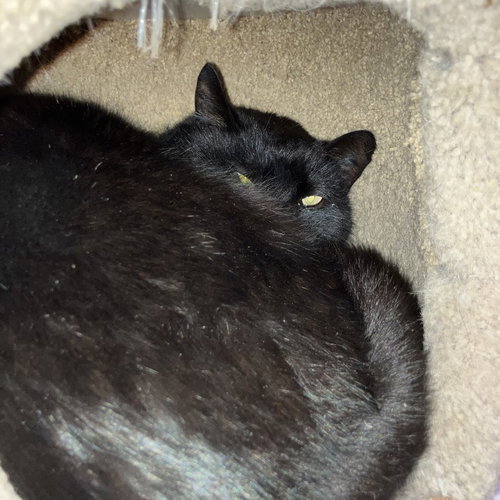 CRICKET - Domestic Short Hair available for adoption