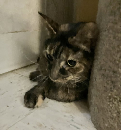 CLOVER - Tortoiseshell / Domestic Short Hair available for adoption