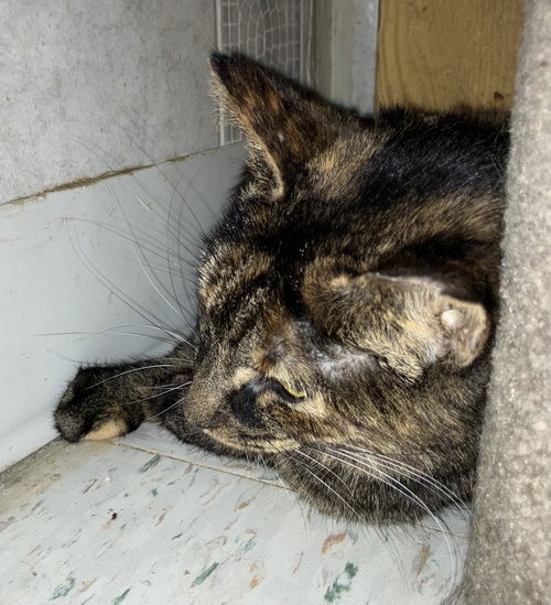 CLOVER - Tortoiseshell / Domestic Short Hair available for adoption
