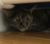 Clover (bonded to Mary) - Photo 7