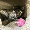 Clover (bonded to Mary) - Photo 3