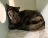 Clover (bonded to Mary) - Photo 5