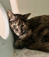 Clover (bonded to Mary) - Photo 4