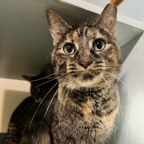 Clover (bonded to Mary), Adult Tortoiseshell / Domestic Short Hair / Mixed (short coat), cat for adoption in Lancaster, Ohio