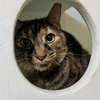 Clover (bonded to Mary) - Photo 2