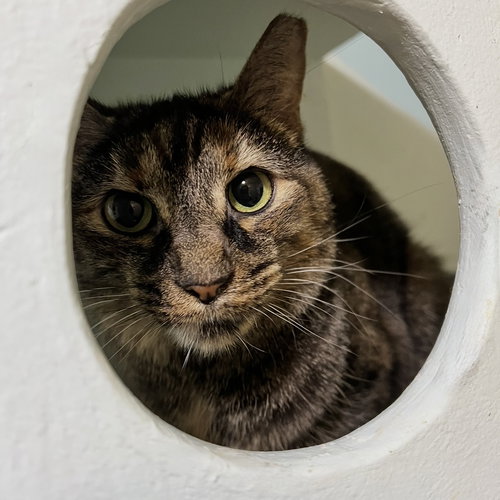CLOVER (BONDED TO MARY) - Tortoiseshell / Domestic Short Hair available for adoption