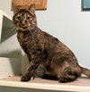 Clover (bonded to Mary) - Photo 1