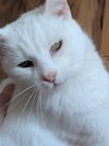 Angel - Photo 5