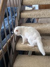 Angel - Photo 6