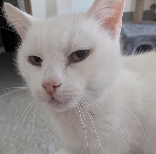 picture of the cat needing adoption