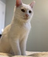 Angel - Photo 1