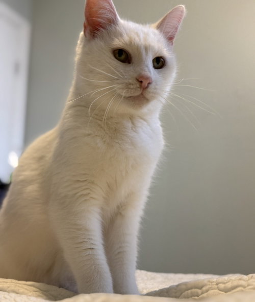 Angel, Senior Domestic Short Hair / Mixed (short coat), cat for adoption in Lancaster, Ohio