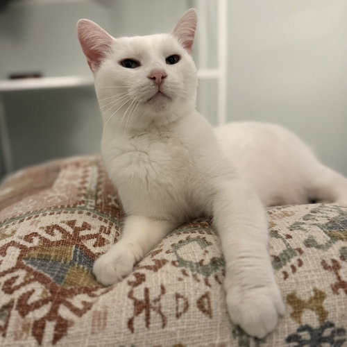 ANGEL - Domestic Short Hair available for adoption