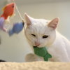 Angel - Photo 3