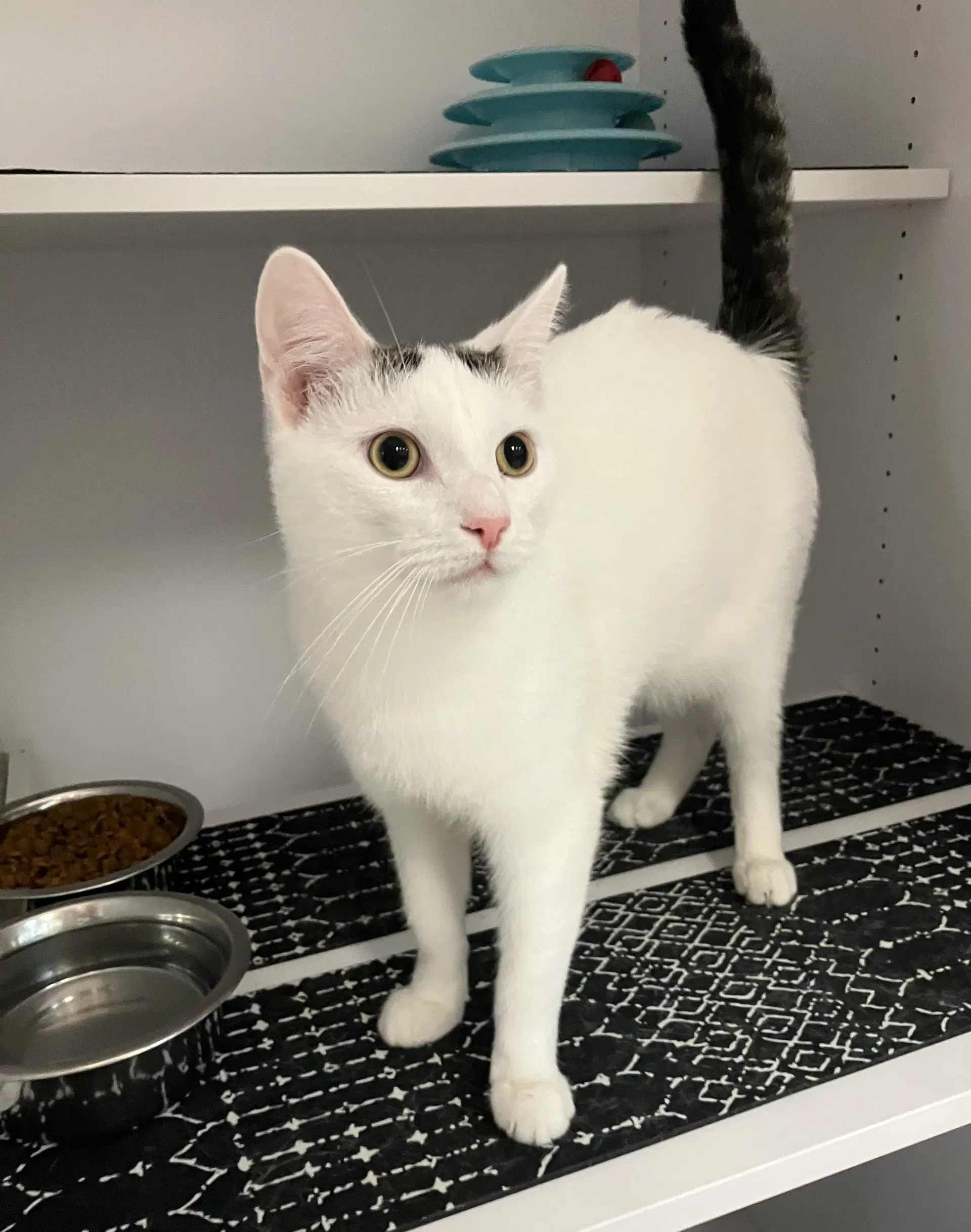 Jack - Domestic Short Hair