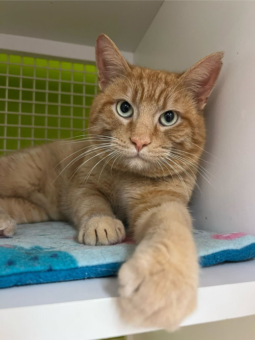 picture of the cat needing adoption