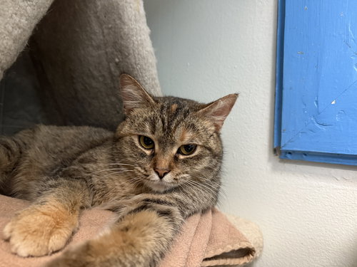 JEWELS - Tabby / Calico available for adoption