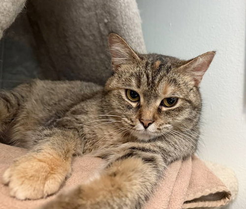JEWELS - Tabby / Calico available for adoption