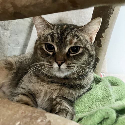 JEWELS - Tabby / Calico available for adoption