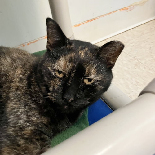 ROSIE MAY - Tortoiseshell available for adoption