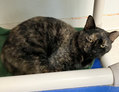 ROSIE MAY - Tortoiseshell available for adoption