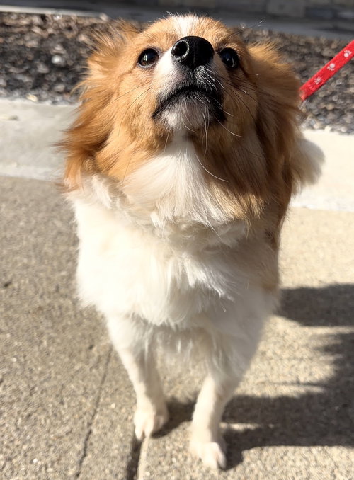 Brioche — thumbnail 3