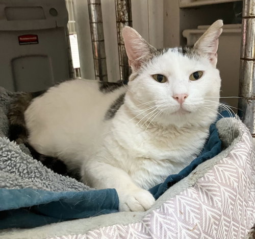BITNER - Tabby / Domestic Short Hair available for adoption