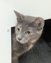 Purrlina Mae - Photo 1