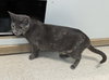 Purrlina Mae - Photo 2