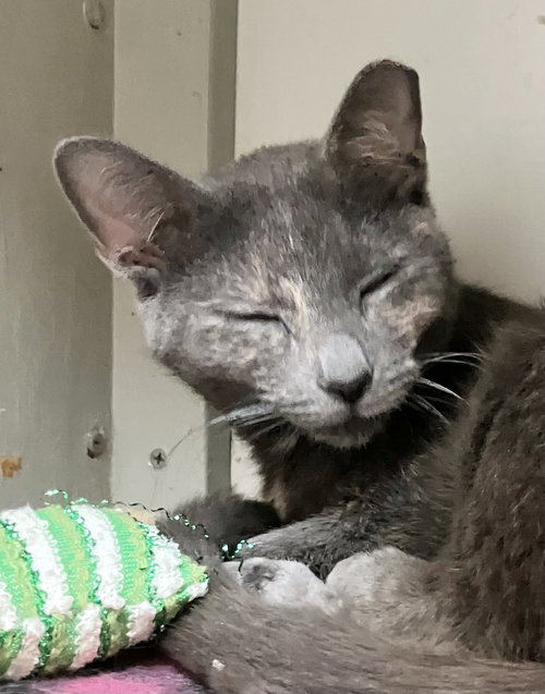 PURRLINA MAE - KBC - Dilute Tortoiseshell available for adoption